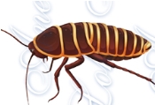 Дидактична гра Як пересуваються комахи? - Всеукраїнський портал Anelok Ігри  для друку